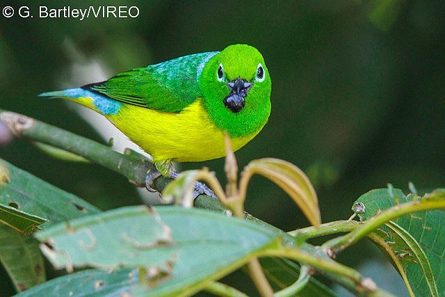 Blue-naped Chlorophonia b57-21-760.jpg